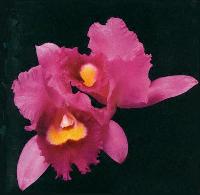 orchid.jpg (6162 bytes)